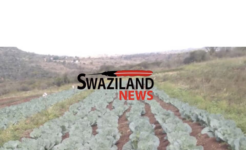 Unemployed Ngololweni youth graduates venture into farming, applaud ESWADE for constructing dam.