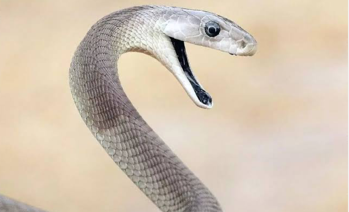 HEALTH CRISIS:More emaSwati dying of snake bites amid shortage of drugs in public hospitals,antivenom medication only found at the Luke Commission.